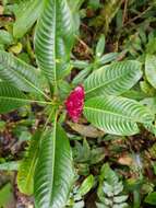 Image of Palicourea chiriquiensis