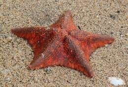 Image of Bat star