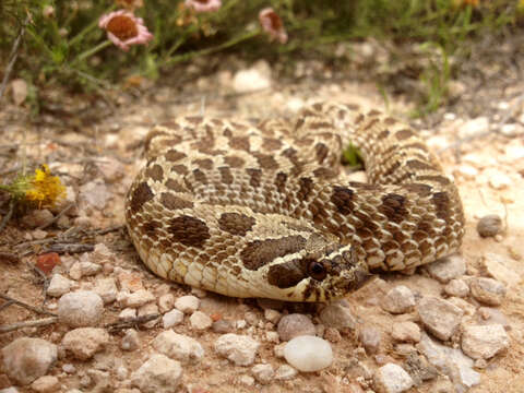 Image of North American Hog-nosed Snakes