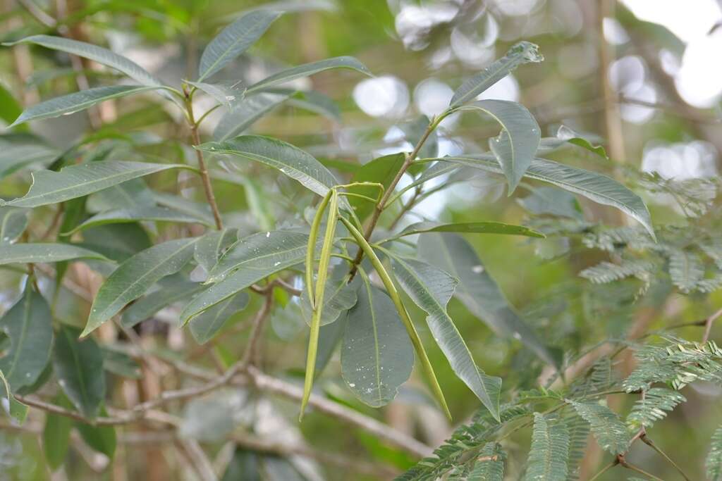 Plancia ëd Tonduzia longifolia (A. DC.) Markgr.