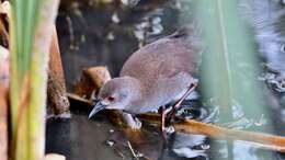 Image of Spotless Crake