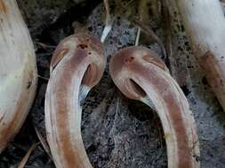 Image of Cortinarius ahsii McKnight 1975