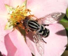 Image of Anasimyia chrysostomus (Wiedemann 1830)