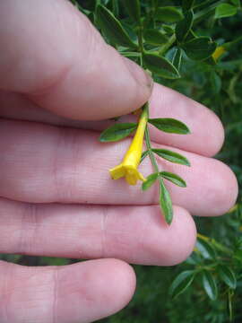 Image of Chrysojasminum humile (L.) Banfi