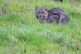 Image of Lynx rufus fasciatus Rafinesque 1817