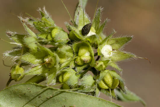 Image de <i>Mertensia ovata</i>