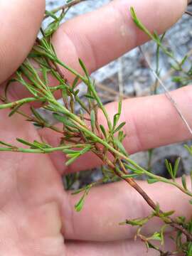 Image of Polygonella polygama var. brachystachya (Meisn.) Wunderlin