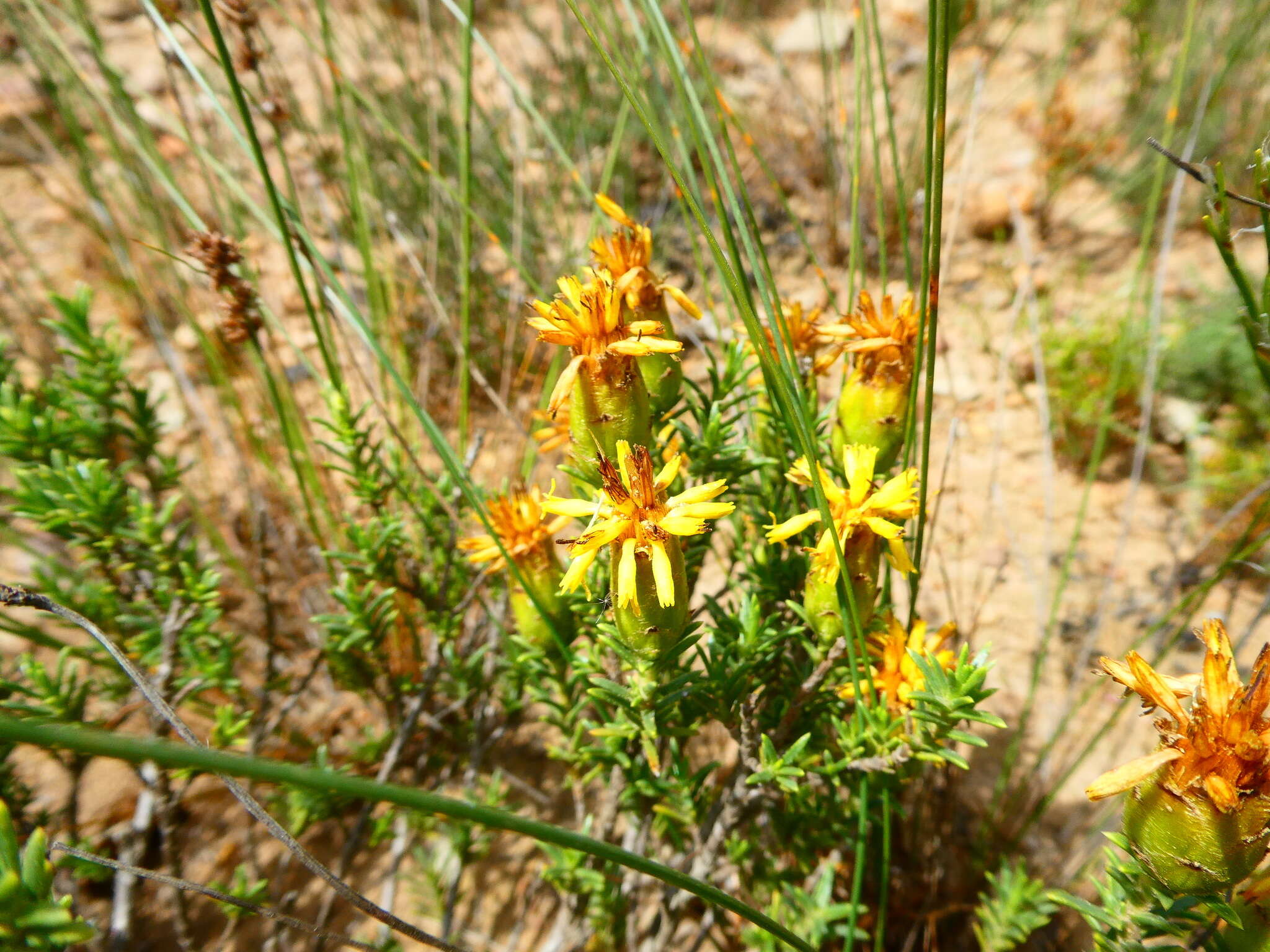 Image of Pteronia elongata Thunb.