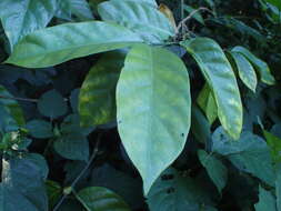 Image de Oxyanthus pyriformis subsp. pyriformis