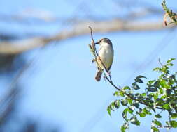 Image of Tawny-flanked Prinia