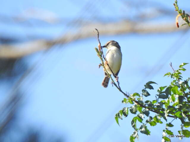 Image of Tawny-flanked Prinia