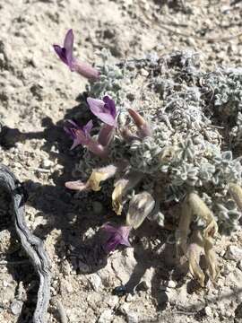 Image of Ash Meadows milkvetch