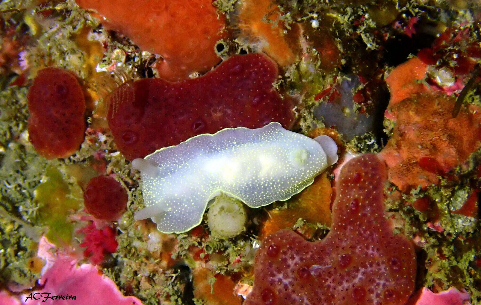 Image of white Atlantic cadlina