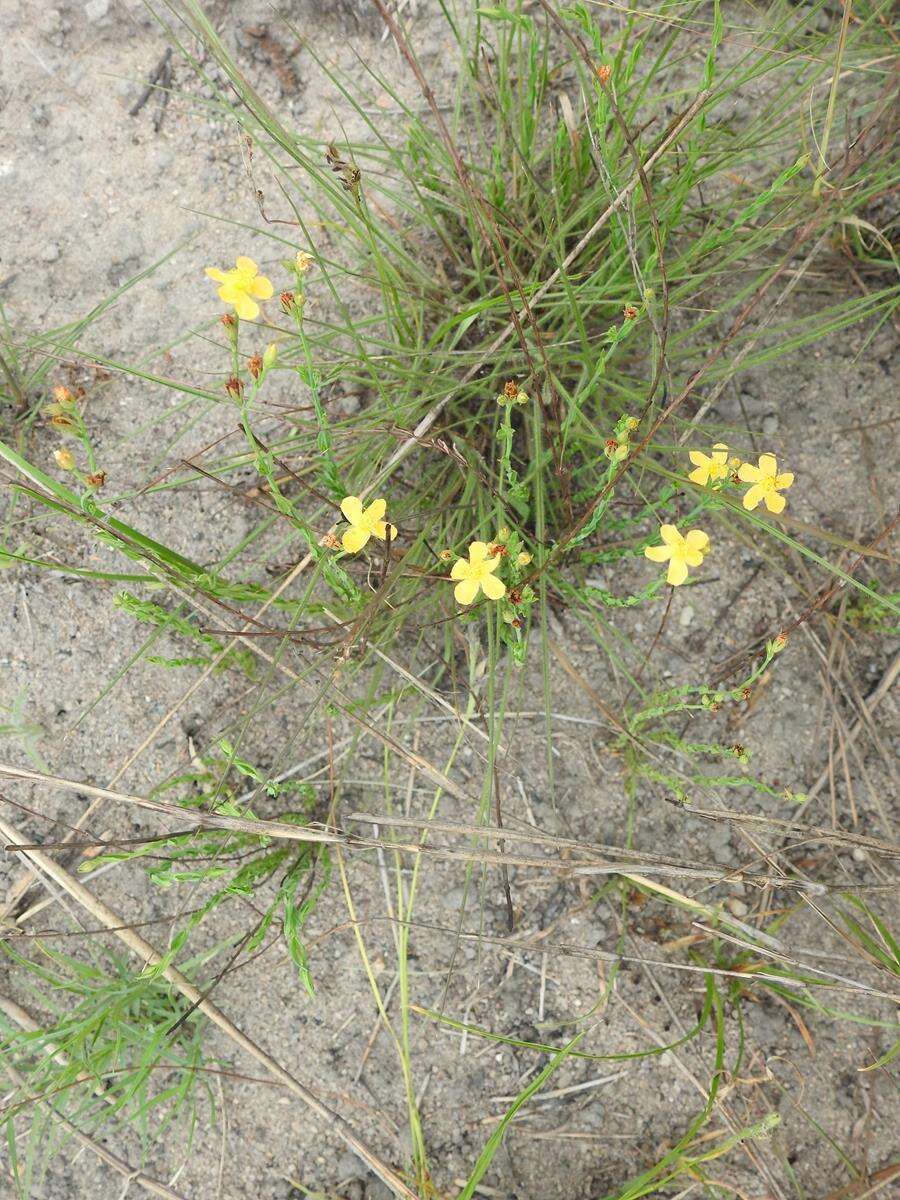 Image of Hypericum lalandii Choisy