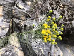 صورة Galatella linosyris (L.) Rchb. fil.