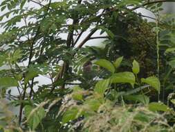 Image of Common Whitethroat