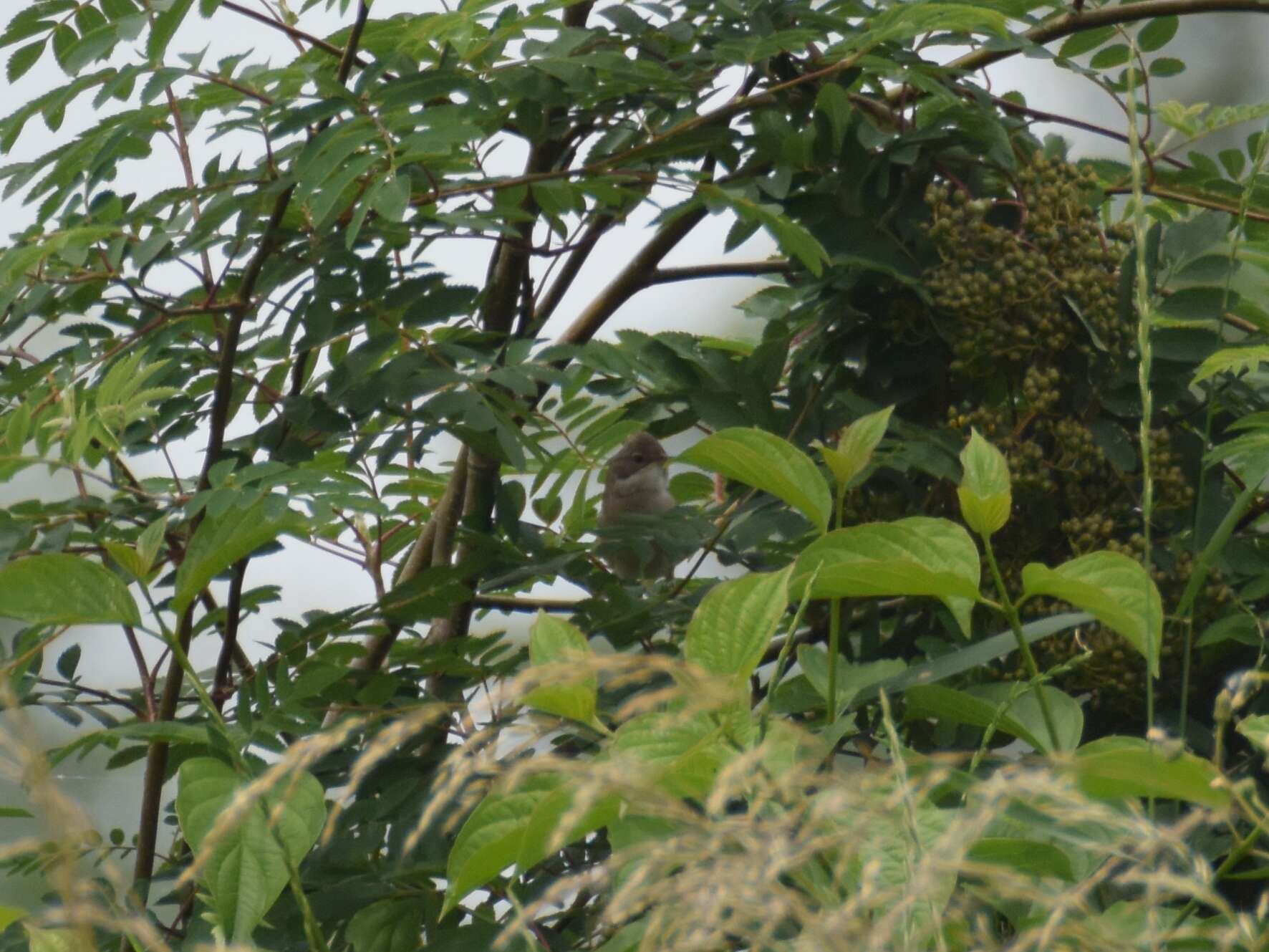 Image of Common Whitethroat