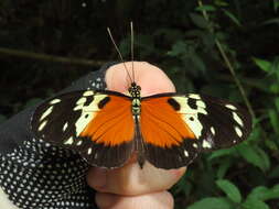 Image of Heliconius hecale melicerta