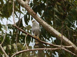 Image of Grey-lined Hawk