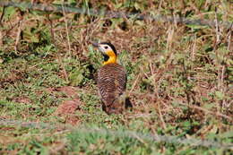 Imagem de Colaptes campestris campestris (Vieillot 1818)