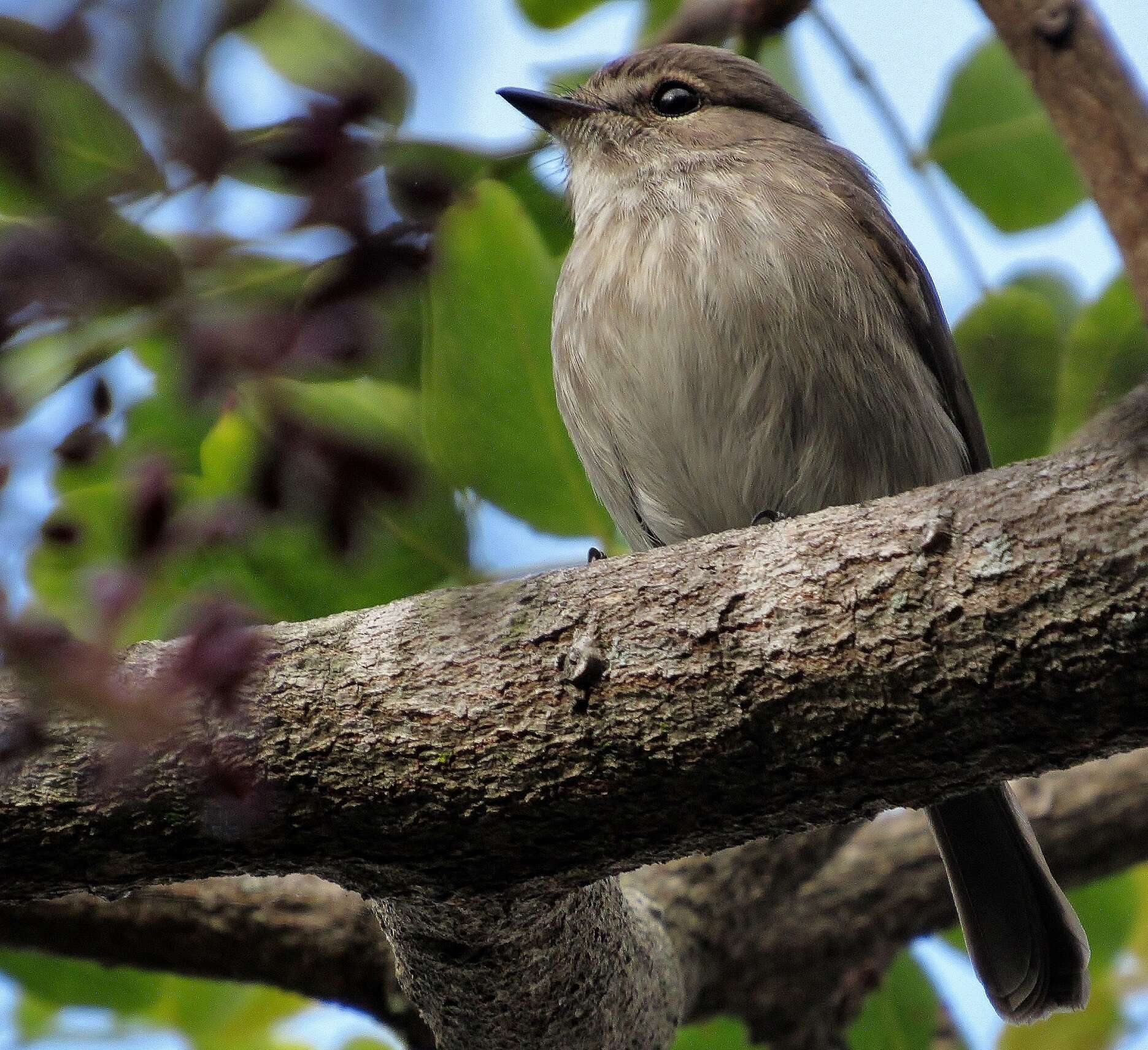 Image de Muscicapa adusta fuscula Sundevall 1850