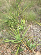 Image of Texas yucca