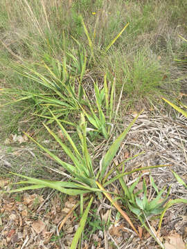 Image of Texas yucca