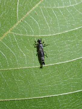 Image of <i>Ichthyurus nigripennis</i> Pic 1913