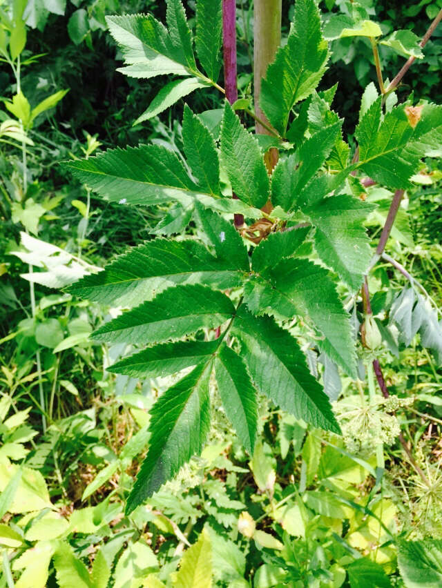 صورة Angelica atropurpurea L.