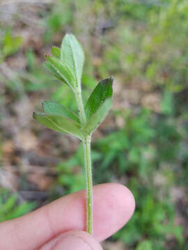 Image of Hairy bedstraw