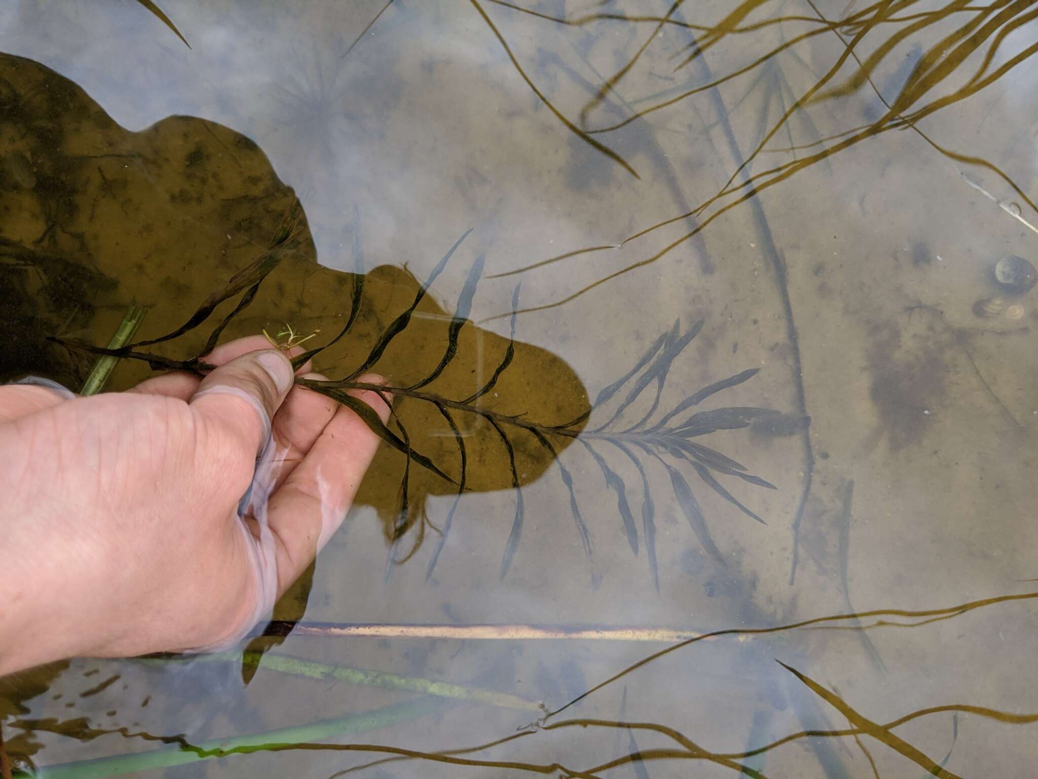 Image of Robbins' pondweed