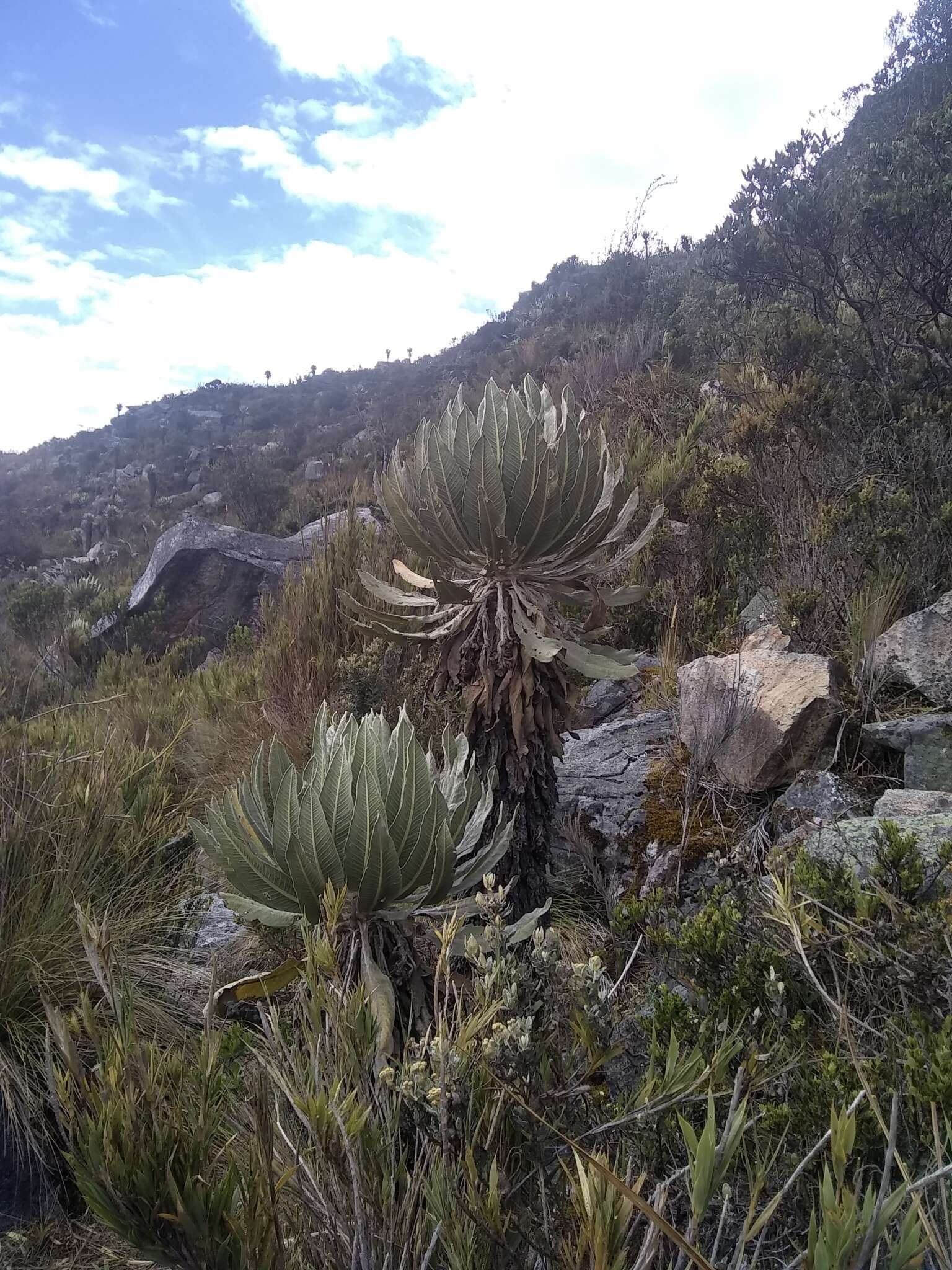 Image of Espeletia cachaluensis Rodr.-Cabeza & S. Díaz