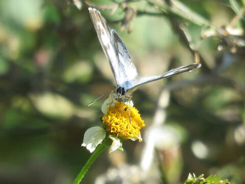 صورة <i>Leptotes <i>cassius</i></i> cassius