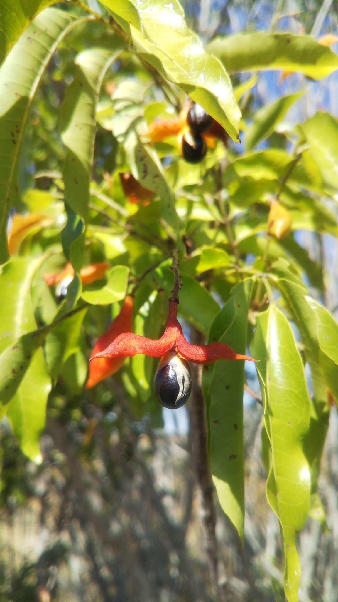 Plancia ëd Tina isaloensis Drake