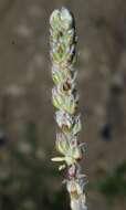 Image of Plantago albicans L.