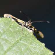Image of Strawberry Crown Moth