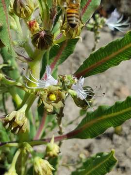 Image of Parapodium