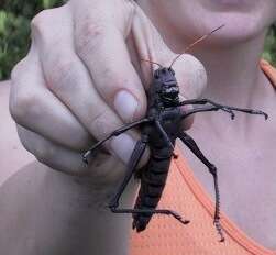 Image of lubber grasshopper