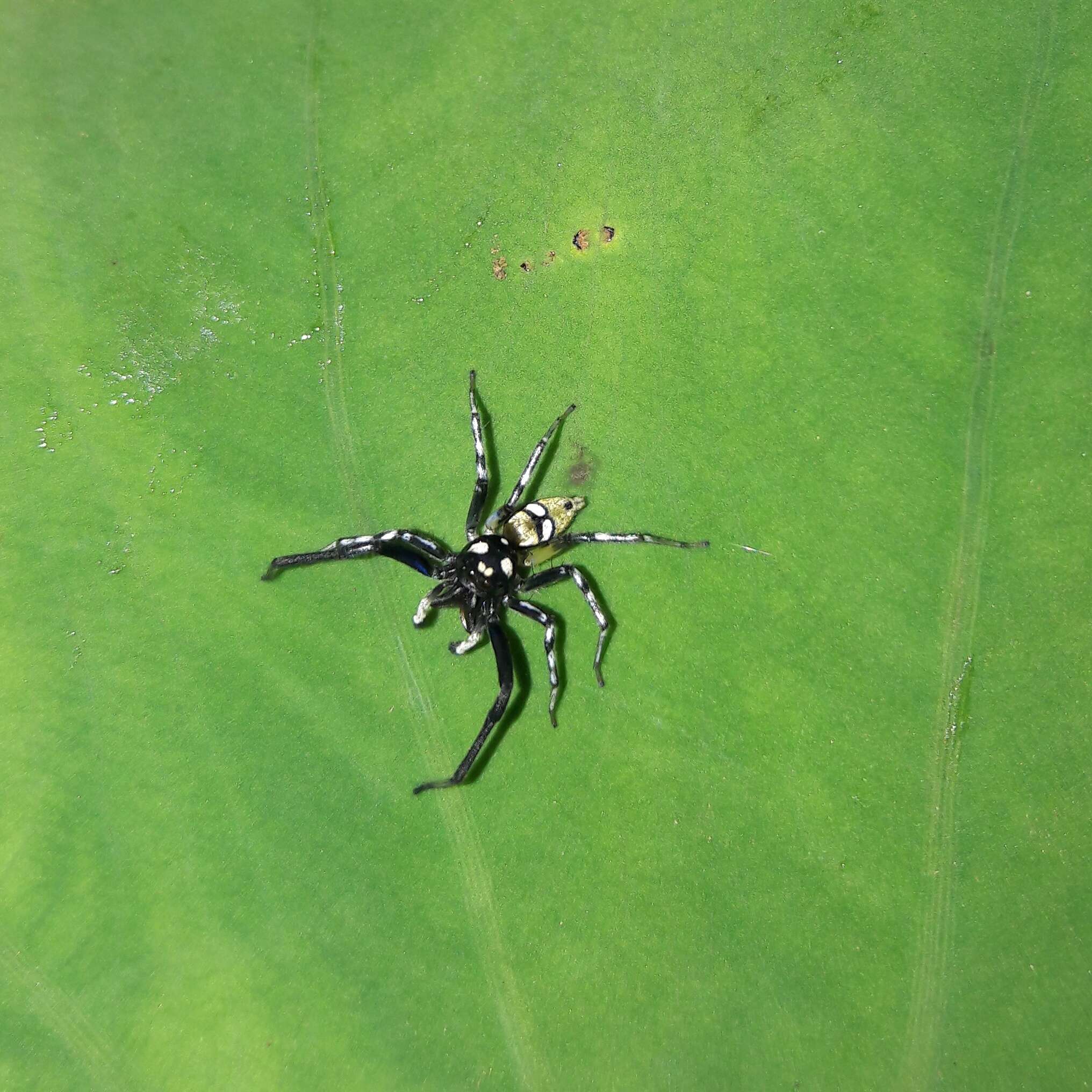 صورة Phintella piatensis Barrion & Litsinger 1995