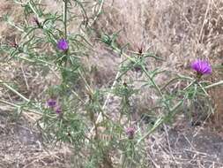 Centaurea calcitrapa L. resmi