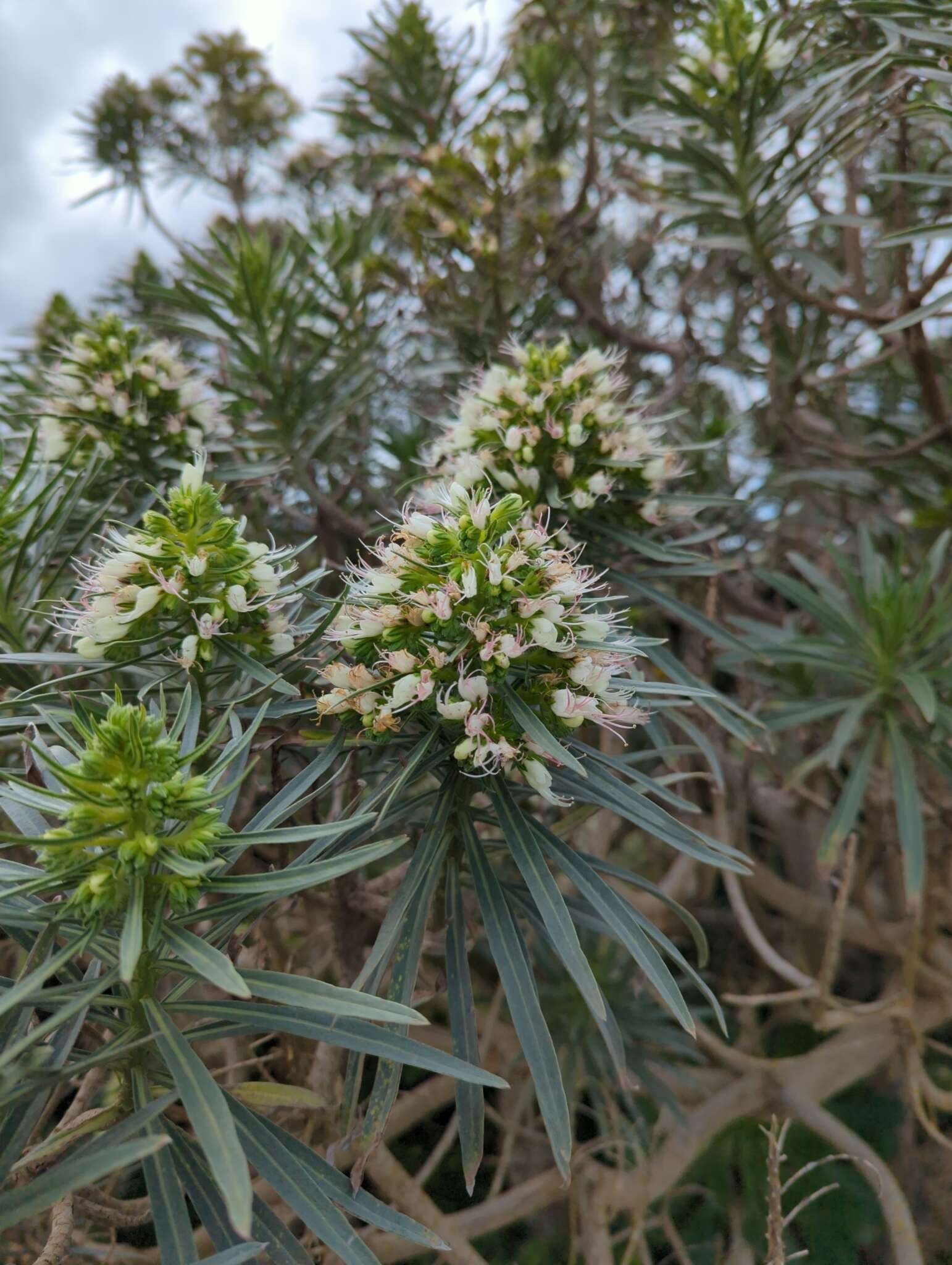 Image of Echium leucophaeum Webb ex Sprague & Hutchinson