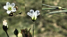 Imagem de Heterochroa desertorum Bunge