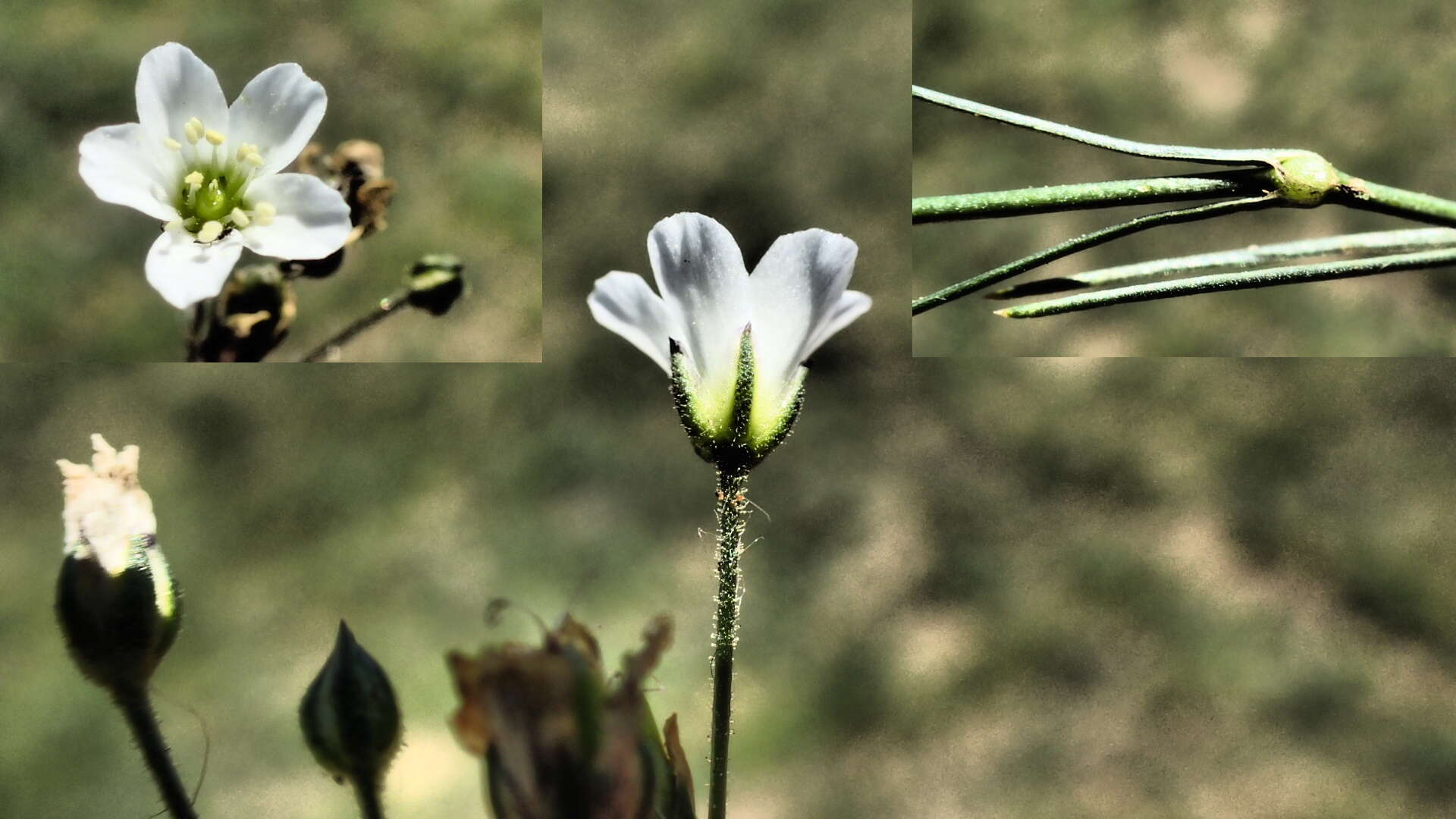 Plancia ëd Heterochroa desertorum Bunge