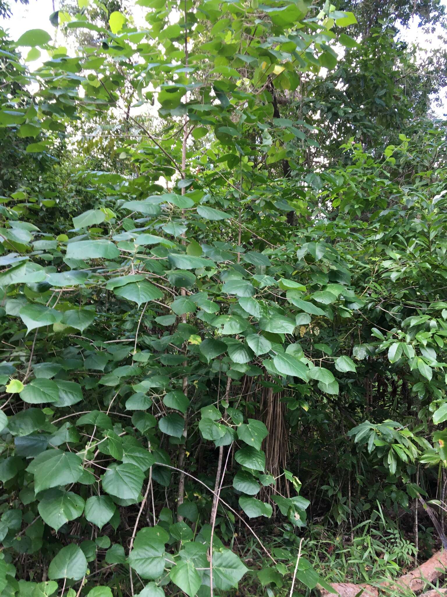 Image de Macaranga involucrata Baill.