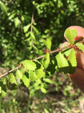 Acalypha eremorum Müll. Arg. resmi