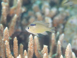 Image of Brown chromis