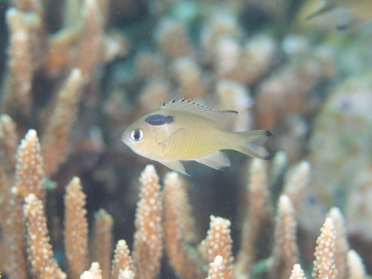 Image of Brown chromis