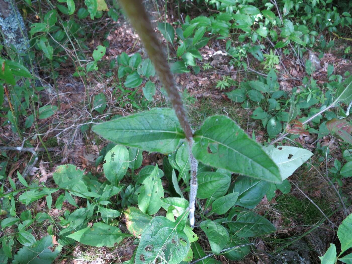 Image of purpledisk sunflower