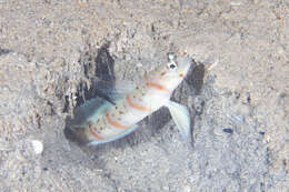 Image of Arcfin shrimpgoby