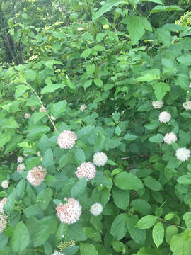 Physocarpus opulifolius (L.) Maxim. resmi